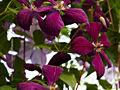 Clematis Negritianka IMG_4399 Powojnik